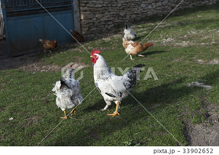 White Rooster Village Free Hens 33902652