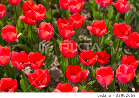 Beautiful red tulips in nature Beautiful red tulips in nature 33902668