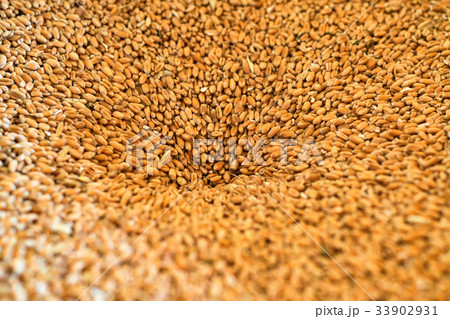 Close up golden wheat grain Close up golden wheat grain 33902931
