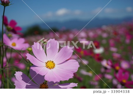 鼻高展望花の丘のコスモス　　 33904338