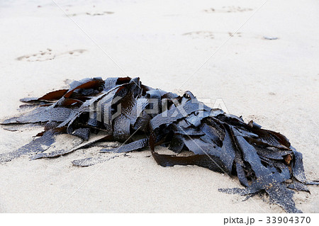 砂浜のワカメ　　久慈浜海岸　茨城県日立市 33904370