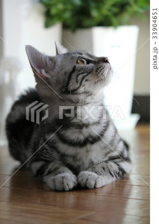 猫の横顔 猫の横顔 33904651
