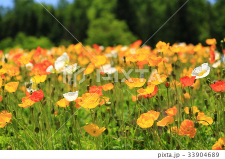 ポピー2868 33904689