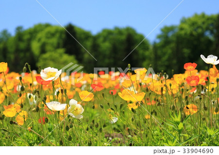 ポピー2869 33904690
