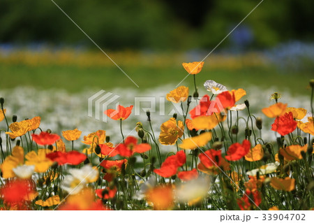 ポピー2886 ポピー2886 33904702