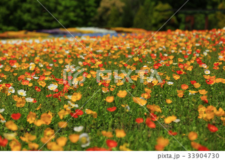 ポピー2934 ポピー2934 33904730