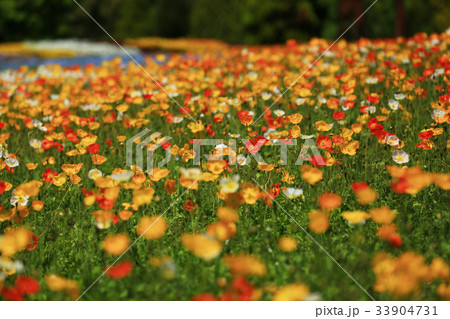 ポピー2935 33904731