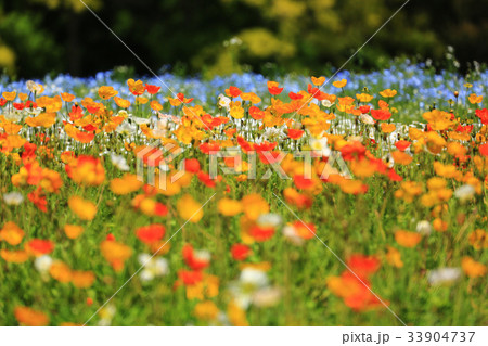 ポピー2945 ポピー2945 33904737