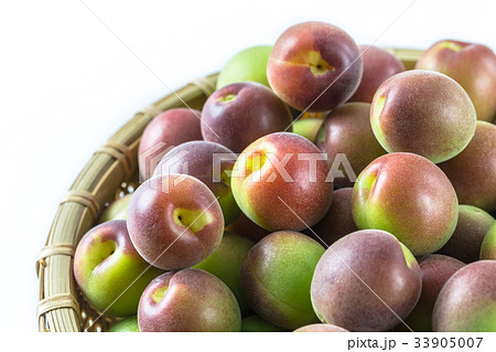 小梅　パープルクィーン 33905007