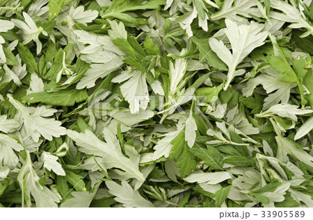ヨモギ 33905589