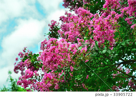 さるすべり 33905722