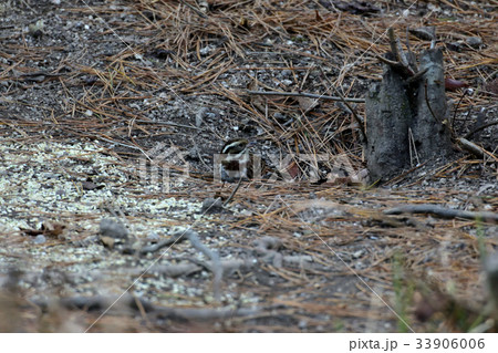 秋、エサをついばむカシラダカ、ミヤマホオジロ 33906006