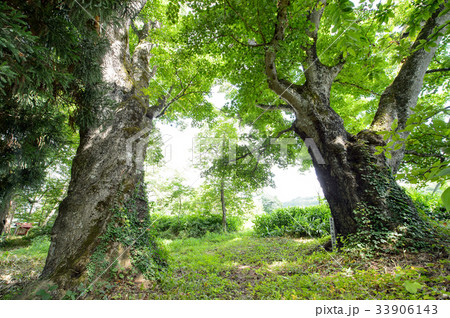 清水の夫婦カエデ　山形県 33906143