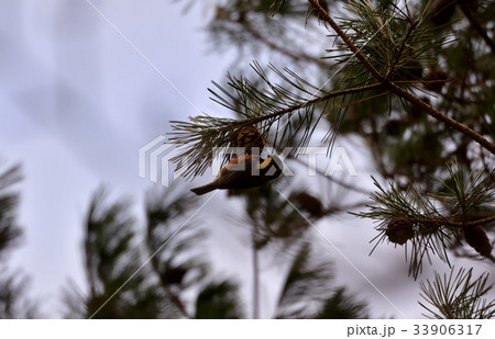 冬の朝霧、枝先にとまる山雀、ヤマガラ 33906317