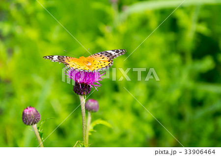 ツマグロヒョウモン　尾瀬ヶ原 33906464