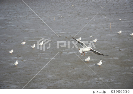 Seagulls flying on the mud beach Seagulls flying on the mud beach 33906556