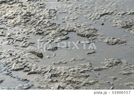 Mudskipper fish Mudskipper fish 33906557