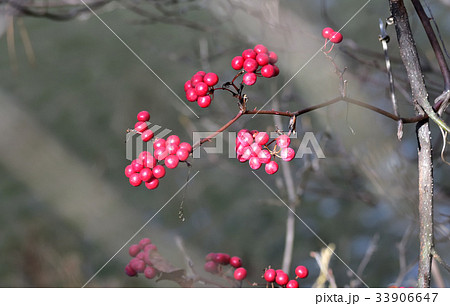 冬の花材 赤い実 サルトリイバラの写真素材