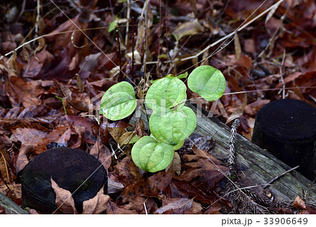 柏餅の葉 イギの葉 サルトリイバラの写真素材