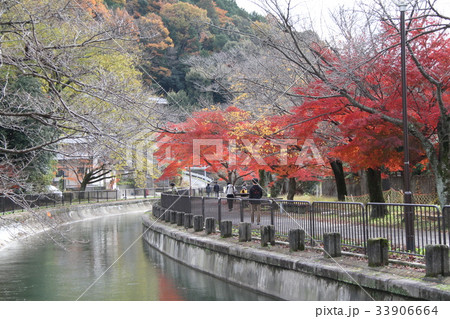 山科疎水の紅葉 山科疎水の紅葉 33906664