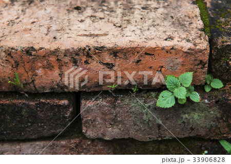 Little green plant on red brick wall. Little green plant on red brick wall. 33906828
