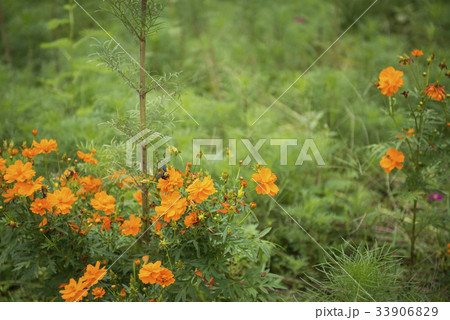 Close up of yellow, orange cosmos flowers Close up of yellow, orange cosmos flowers 33906829