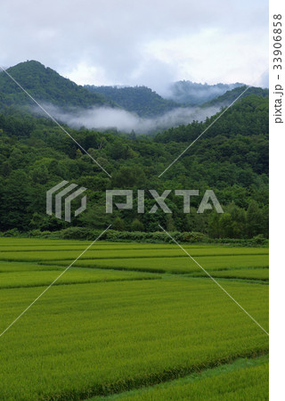 早朝の田園風景 早朝の田園風景 33906858