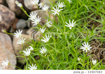 イワツメクサ 33907083