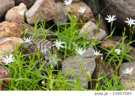 イワツメクサ 33907084