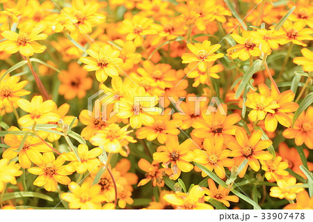 ジニアの花 33907478