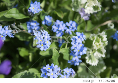 ワスレナグサ 33908206