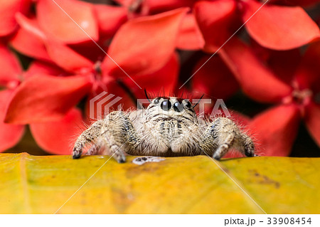 Jumping Spider Hyllus on a yellow leaf red flower 33908454