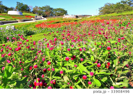 千日紅の咲く花畑 千日紅の咲く花畑 33908496