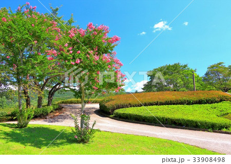 青空と百日紅の花 青空と百日紅の花 33908498