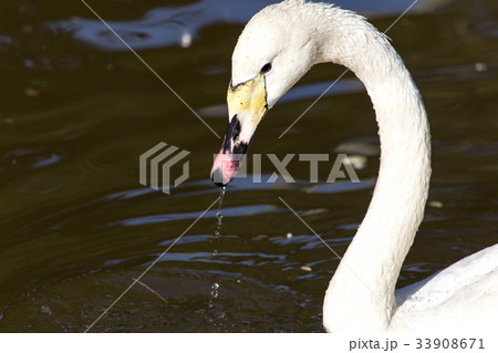 White swan on a pond in the park White swan on a pond in the park 33908671