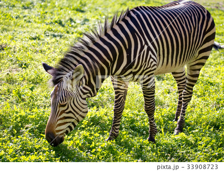 Zebra on green grass in nature 33908723