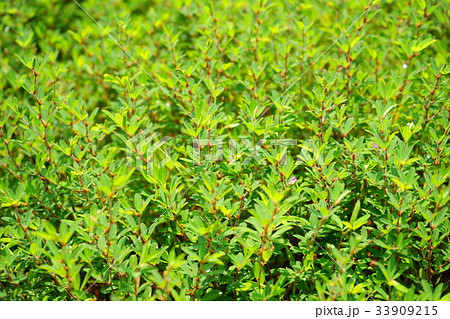 夏草2 夏草2 33909215