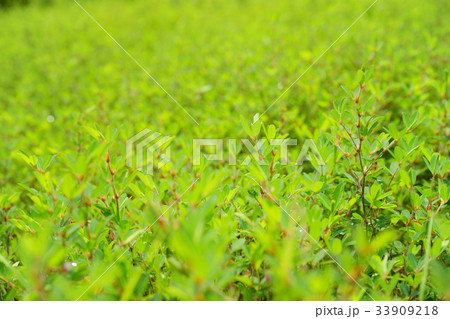 夏草5 夏草5 33909218