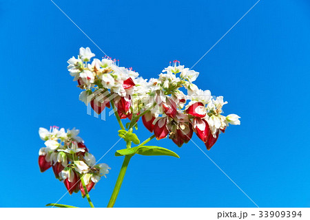 ソバの実 そば畑 ソバの実 そば畑 33909394