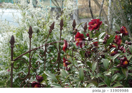 黒ツバキの花 33909986