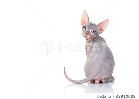 bald sphinx cat on white bald sphinx cat on white 33910089