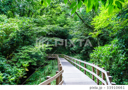 柿田川公園の遊歩道 33910661