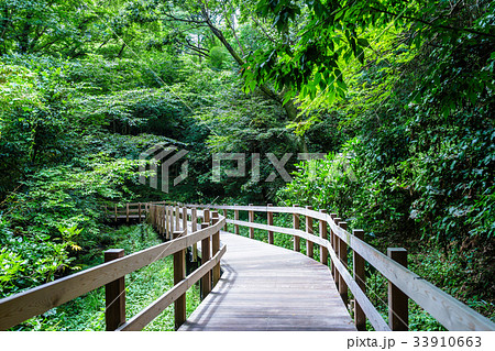 柿田川公園の遊歩道 33910663