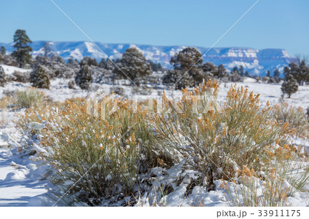 Frozen grass Frozen grass 33911175