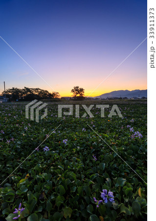 本薬師寺跡 夜明け 33911373