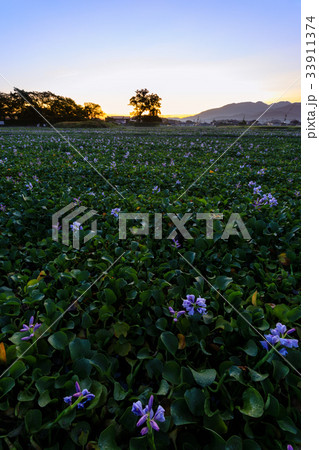 本薬師寺跡 夜明け 33911374