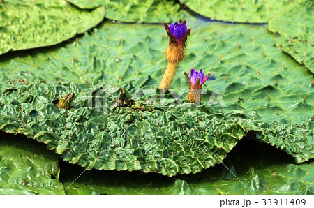 オニバス 33911409