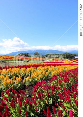 那須フラワーワールドのケイトウ 那須フラワーワールドのケイトウ 33911562