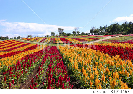 那須フラワーワールドのケイトウ 33911563