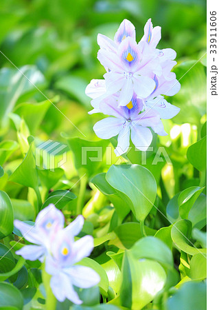 ホテイアオイ 33911606